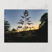 Johnson Grass Briefkaart (Voorkant)