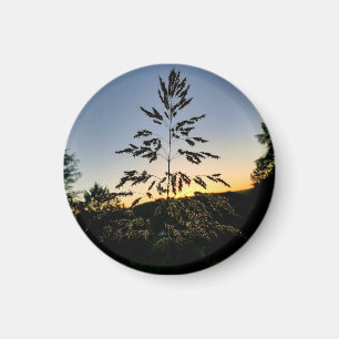 Johnson Grass Magneet