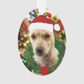 Joie au chiot (devant)