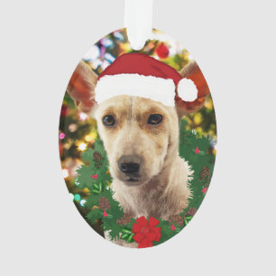 Joie au chiot