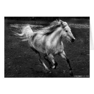 Joie libre de gamme par Sande Elkins