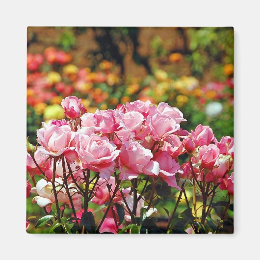 Joli aimant avec des roses roses (Devant)