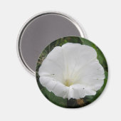 Joli Aimant Fleur Convolvulus Blanc (Recto/Verso)