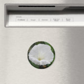 Joli Aimant Fleur Convolvulus Blanc (In Situ (Lave-vaisselle))