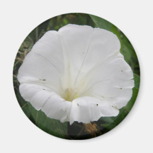 Joli Aimant Fleur Convolvulus Blanc