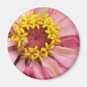 Joli aimant rose Zinnia
