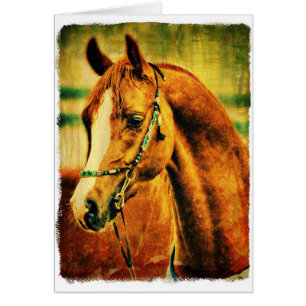 Joli Arabian