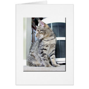 Joli bébé du Bengale