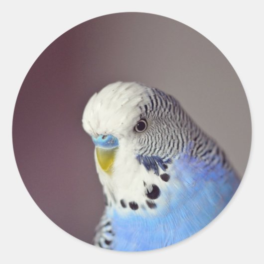 Joli Bleu Budgie Photo Classic Sticker rond (Devant)