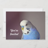 Joli Blue Budgie Photo Anniversaire Invitation (Devant)
