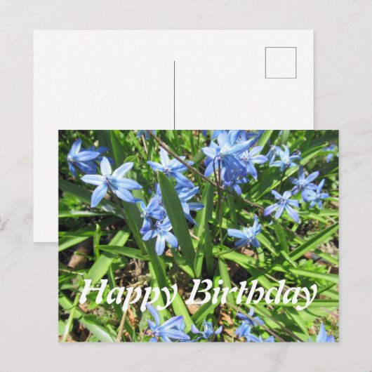 Joli Blue Scilla Flower Photo Anniversaire Carte p (Devant / Derrière)