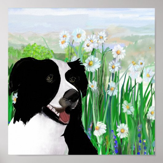 Joli, Border Collie Daisies affiche d'art mural (Devant)