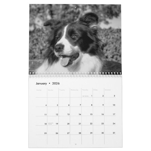Joli calendrier Collie Dog Bordure (Jan 2026)