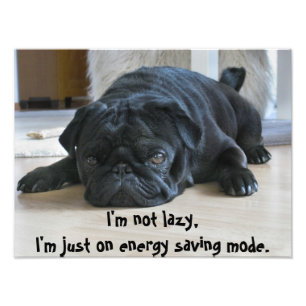 Joli Carlin noir chiot laziness Poster
