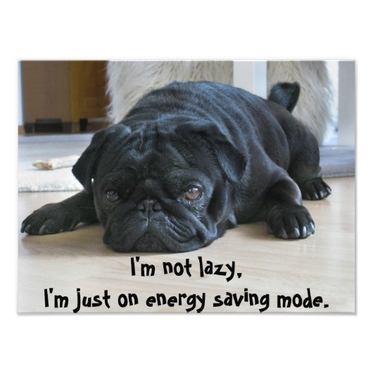 Joli Carlin noir chiot laziness Poster (Devant)