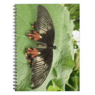 Joli Carnet de papillon noir rouge et or