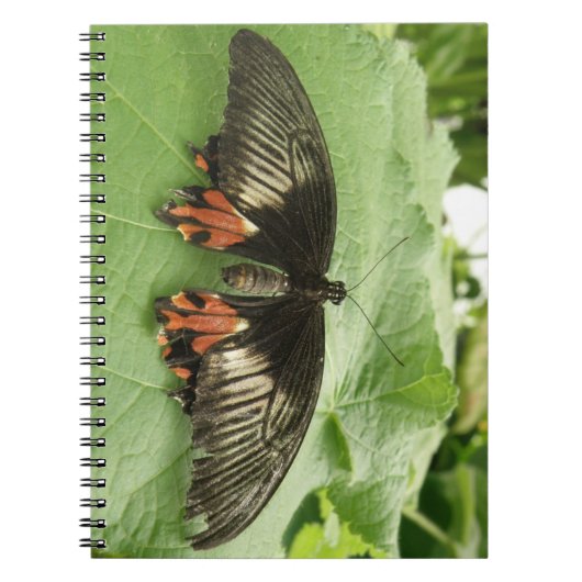 Joli Carnet de papillon noir rouge et or (Devant)
