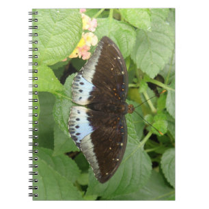 Joli Carnet de papillon tropical