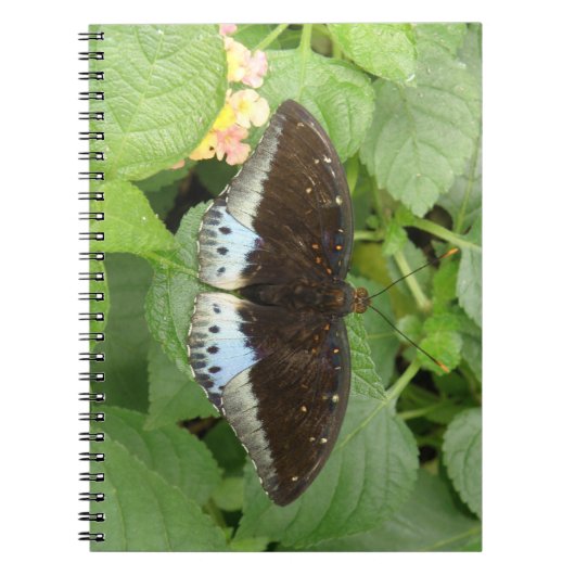 Joli Carnet de papillon tropical (Devant)
