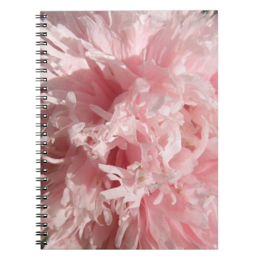 Joli Carnet de pavot rose pâle (Devant)