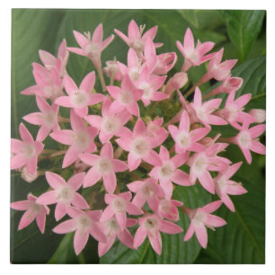 Joli Carreau De Fleurs Tropicales Roses