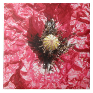 Joli carreau de la fleur rouge