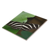 Joli Carreau de papillon Zèbre Longwing (Côté)