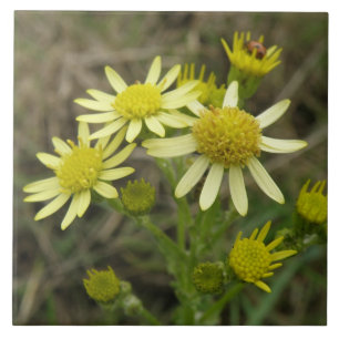 Joli carreau Fleur sauvage jaune
