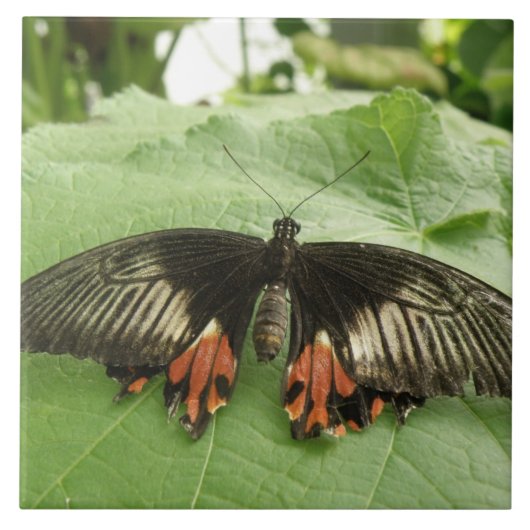 Joli Carreau noir rouge et or papillon (Devant)