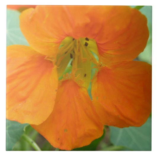 Joli Carreau Orange Nasturtium (Devant)