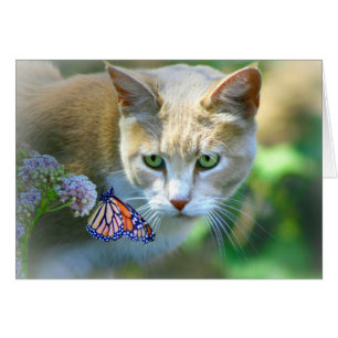 Joli chat et papillon juste dire Hi Card