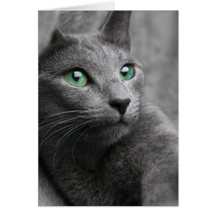 Joli chat gris