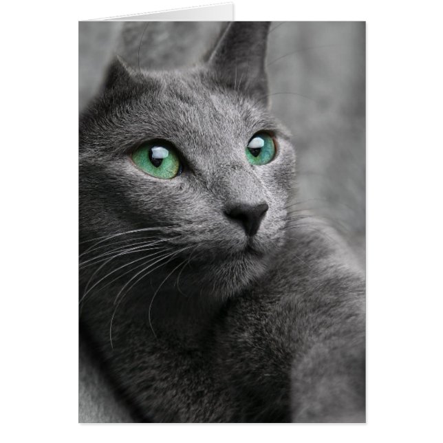 Joli chat gris (Devant)