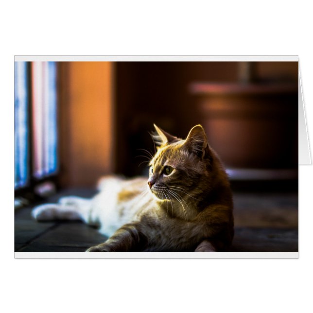 Joli Chat Kitty Doré (Devant horizontal)
