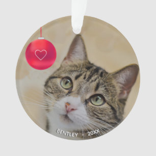 Joli chat tabby personnalisé avec photo de boule d