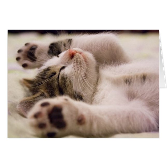 Joli Chatons (Devant horizontal)