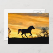 Joli Cheval de course à la carte postale coucher d (Devant / Derrière)