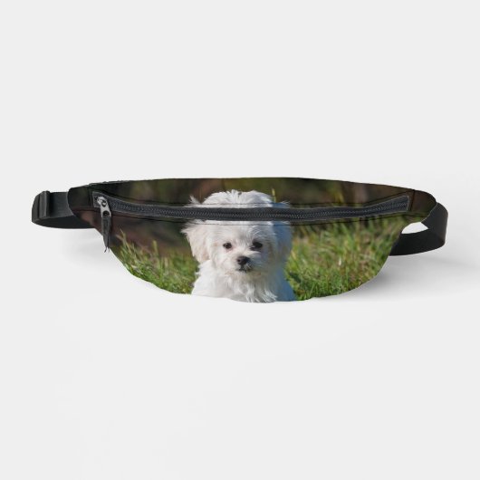 Joli chiot blanc (Recto)