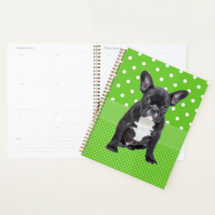 Joli chiot Bouledogue Français pois verts