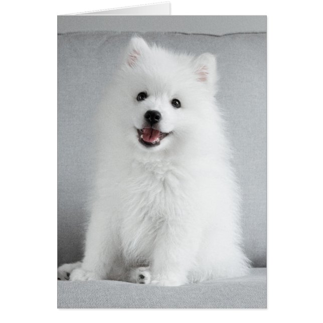 Joli chiot Spitz japonais duveteux (Devant)