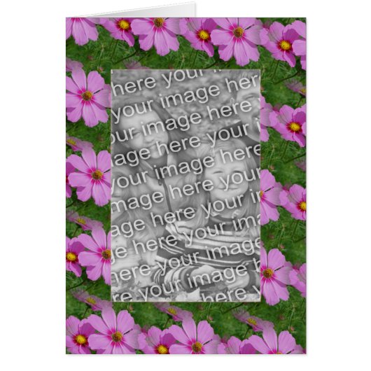 Joli Cosmos rose Fleur Design Photo (Devant)