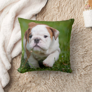 Joli Coussin chiot Bulldog