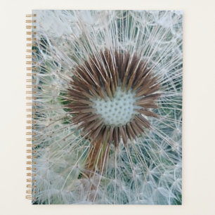 Joli Dandelion blanc