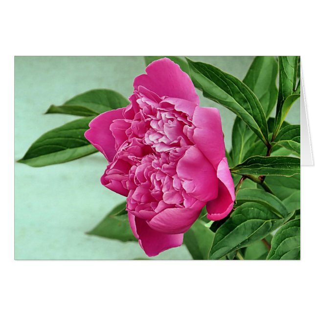 Joli dans Pink Peony (Devant horizontal)