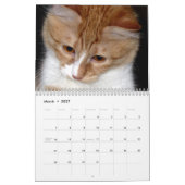 Joli et amusant "Kitty Koolness" Calendrier de cha (Mar 2027)