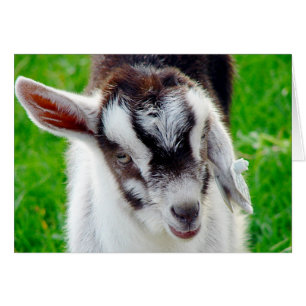 Joli goat