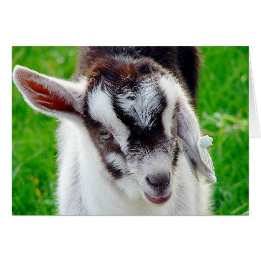 Joli goat (Devant horizontal)