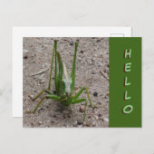 Joli Grasshopper vert Gros plan Fermer HELLO Carte (Devant / Derrière)