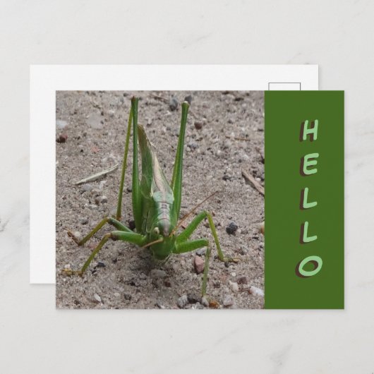 Joli Grasshopper vert Gros plan Fermer HELLO Carte (Devant / Derrière)