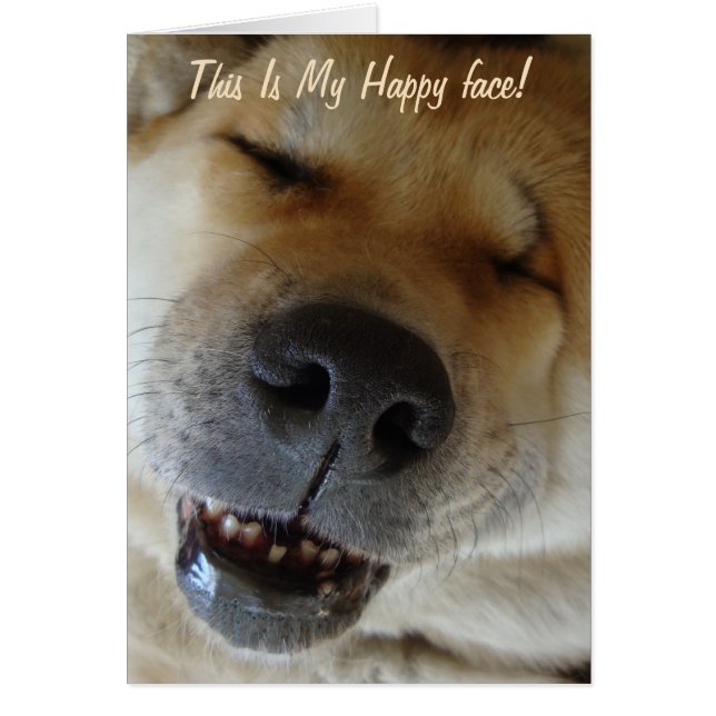 joli joyeux akita joyeux chien souriant (Devant)